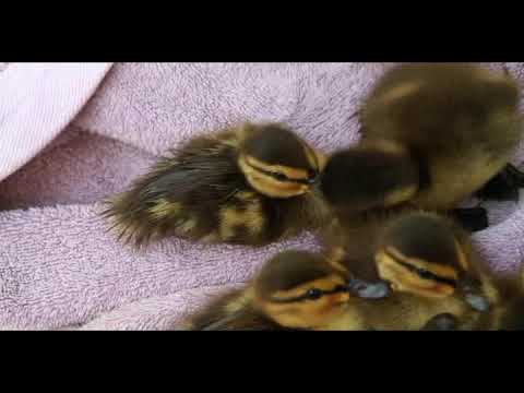 Histoire de canards